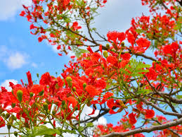 Gulmohar Tree