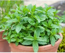 Mint Plant