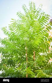 Neem Tree