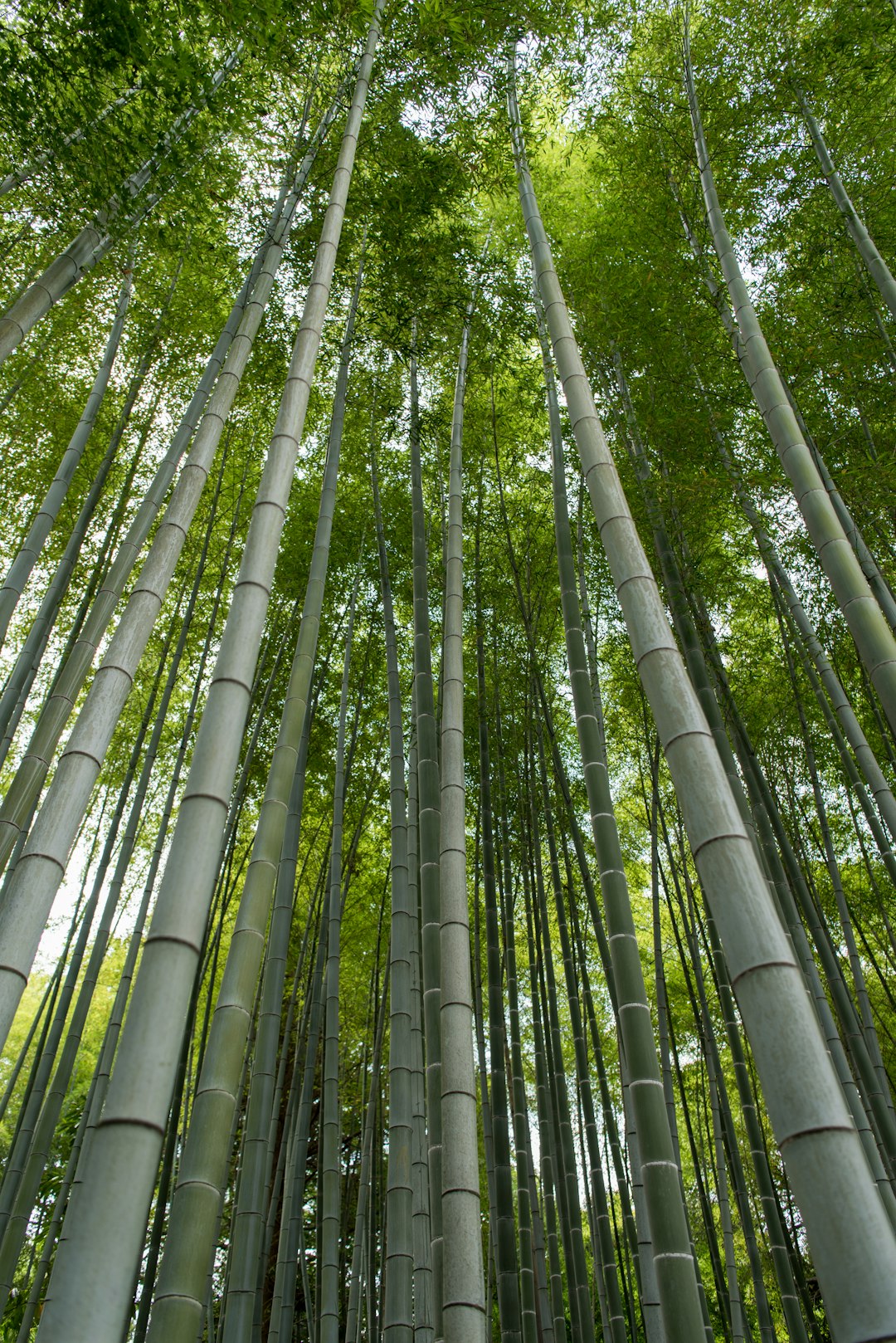 bamboo Roots